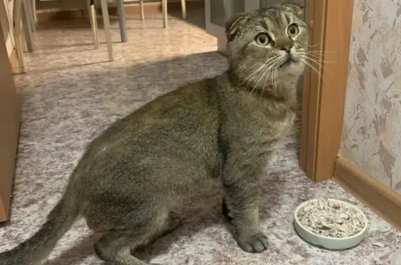 Найдена кошка, Шлиссельбург, фото: Кошка найдена: ул. Кирова, 8, Шлиссельбург