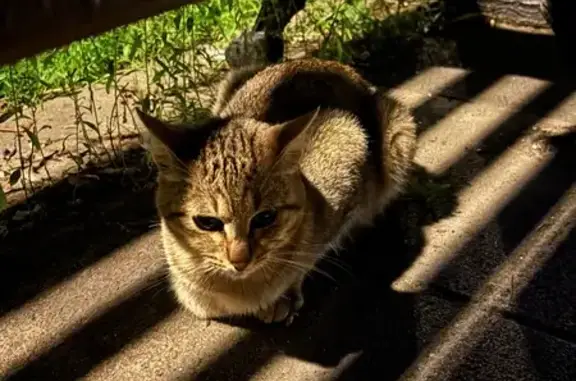 Кошка найдена за ТЦ Янтарь, Открытое ш. 4А