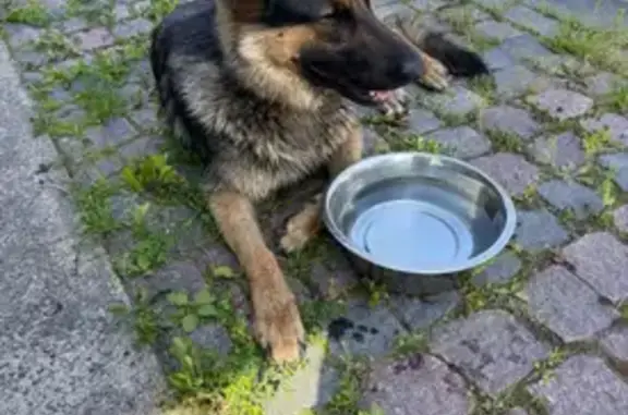 Найдена собака, Ленинградская область, фото: Найдена собака, Лесколовское СП, Ленобласть