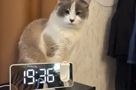 Пропала кошка, Левобережная ул. 4 к4