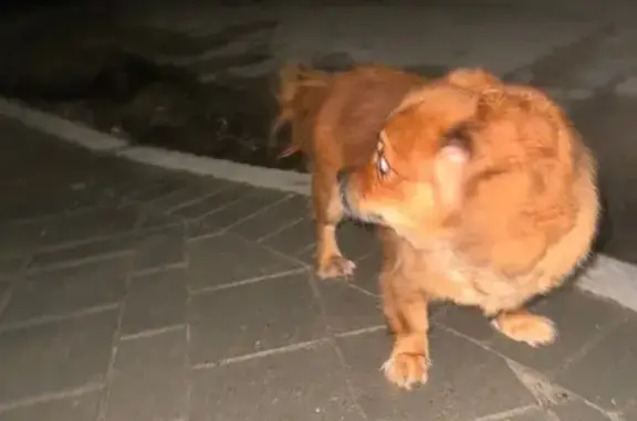 Найдена рыжая собака, ул. Чайковского 12