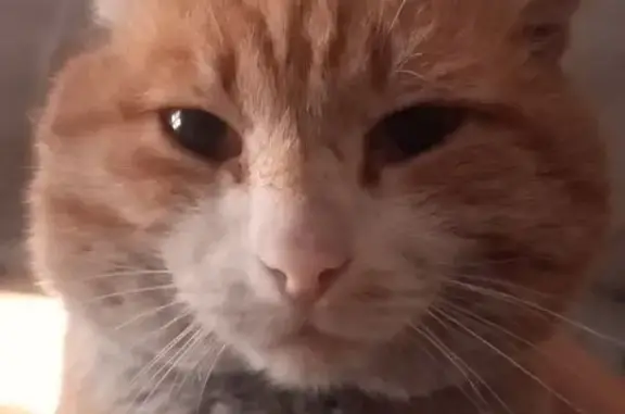 Кошки потеряшки, Кызыл, фото: Потеряшка кошка, Центральная 285, Кызыл