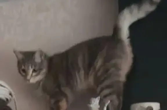 Кошки потеряшки, Чита, фото: Потеряшка кошка Дыма, 1 мкр, Чита