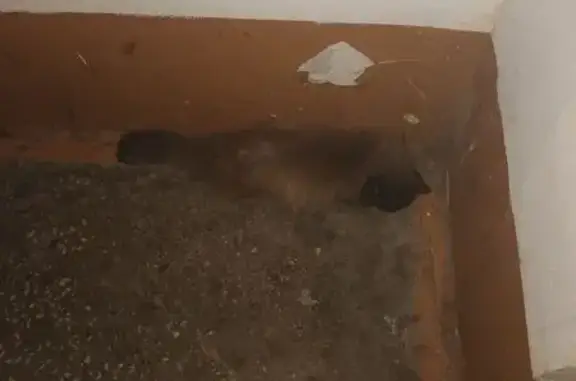 Найдена кошка, Владивосток, фото: Найдена кошка, пр. Красного Знамени 133/4