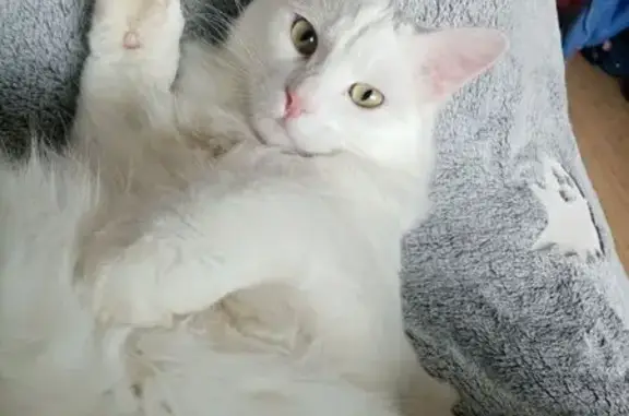 Кошки потеряшки, Дальнегорск, фото: Потеряшка кошка, пр. 50 лет Октября, 75Б