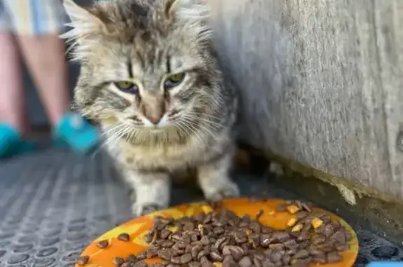 Кошка найдена: Набережная ул., 31/1