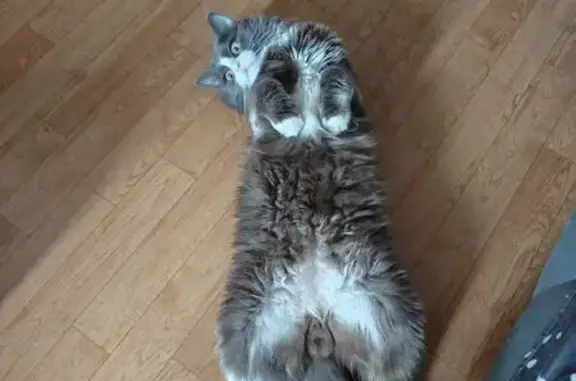 Пропала кошка, 2-й пр. Гастелло, 24А, Тула