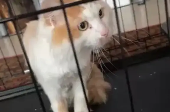 Кошки потеряшки, Грановщина, фото: Потеряшка кошка, ул. Высоцкого, 14