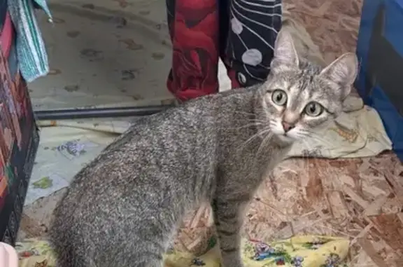 Кошка найдена: пр. Химиков, 43, Кемерово