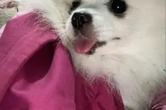 Найдена собака, Томск, Томская область