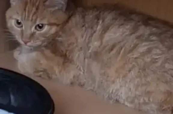 Кошки потеряшки, Ижевск, фото: Потеряшка рыжая кошка, Белая ул., 17, Ижевск