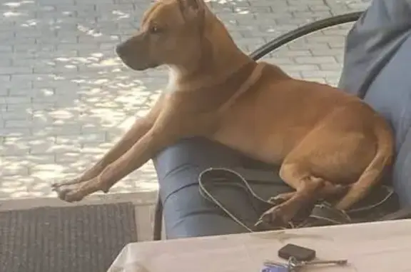 Собака найдена: Крымский пер., 2, Копейск