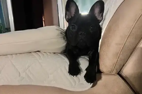 Собаки потеряшки, Чита, фото: Потеряшка собака, Новобульварная 24, Чита