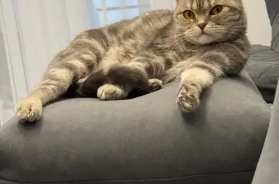 Кошки потеряшки, Ульяновск, фото: Потеряшка кошка, Ясеневый пер., 6, Ульяновск