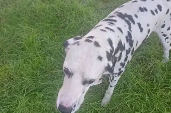 Найдена собака, Университетский 73, Волгоград