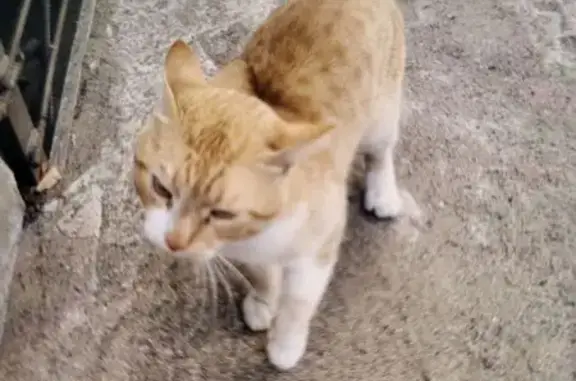 Кошка найдена у дома 45, мкр 5, Чита