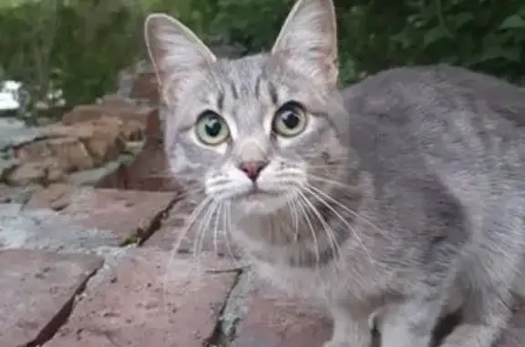 Кошка найдена на Гурзуфской, 15, Екатеринбург