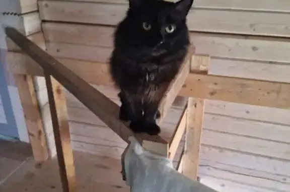 Пропала кошка, Октябрьская 6, Козлово