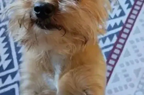 Пропала собака, ул. Пионерская 13, Красный Ключ