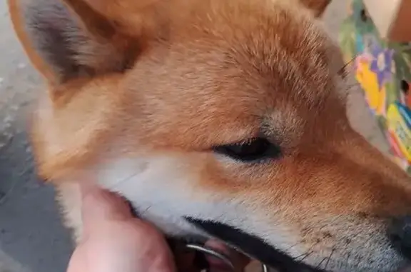 Сиба-ину найдена, пр. Ленина 135, Волжский