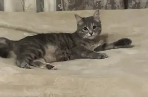 Кошки потеряшки, Жуковский, фото: Потеряшка кошка, ул. Левченко, 1, Жуковский