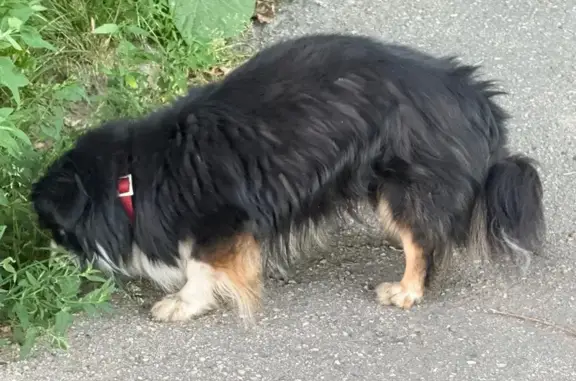 Найдена собака у парка Пушкина, Нижний Новгород