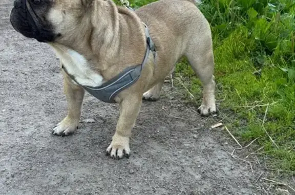 Найдена собака, Санкт-Петербург, фото: Французский бульдог найден на Алтайской, 31