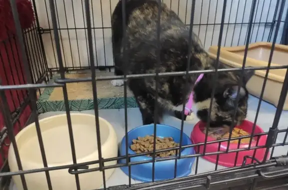 Найдена кошка, Красноярск, фото: Кошка найдена, ул. Борисевича, Красноярск