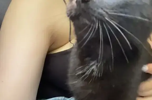 Кошки потеряшки, Комсомольск-на-Амуре, фото: Потеряшка кошка, пр. Победы 28, Комсомольск