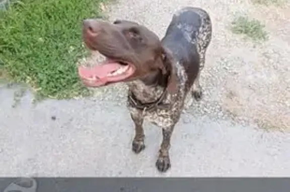 Собака найдена: Лелюшенко, 19Е, Ростов-на-Дону