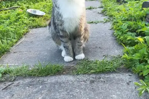 Найдена кошка, Ленинградская область, фото: Кошка найдена: СНТ Северная Верфь, Лен. Обл.