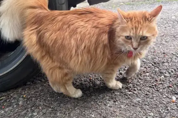 Найдена кошка, Бузланово, фото: Кошка найдена: Кооперативная ул, 1Г