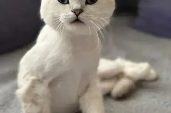 Кошки потеряшки, Брянск, фото: Потеряшка кошка, Авиационный пер. 3/3, Брянск