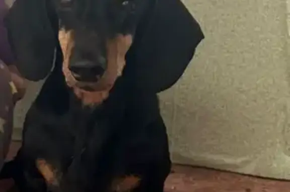 Собака найдена: ул. Шевченко, Барнаул