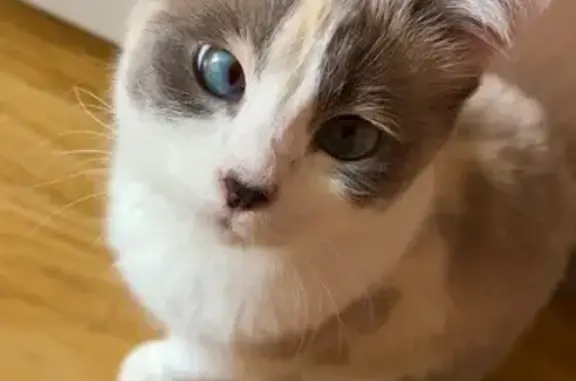 Пропала кошка на Левобережной, 6 с1