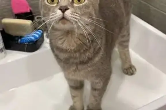 Кошка найдена, Садовая 35, Иваново