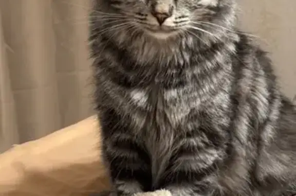 Кошки потеряшки, , фото: Потеряшка кошка, ул. Коллонтай, 6 к2