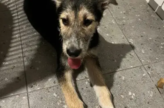 Найдена собака, Москва, фото: Найдена собака, Рублёвское шоссе, 20 к1