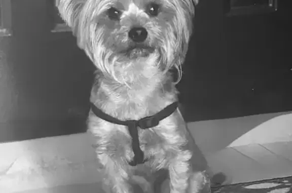 Найдена собака, Нижний Новгород, фото: Йорк найден: Заречная ул., 5, Н.Новгород