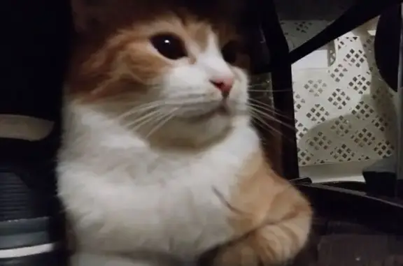 Объявления о пропавших и найденных животных, Жуковский, фото: Пропал кот Яша, Жуковский, Чкалова 16