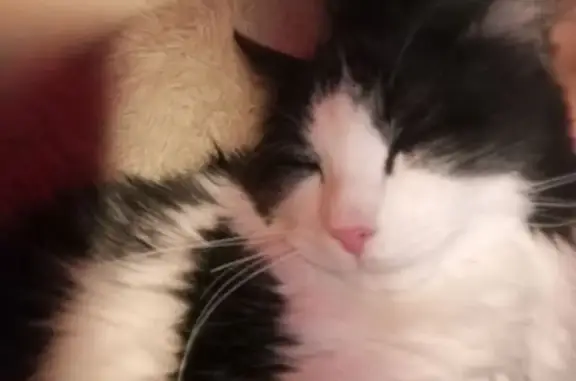 Пропала кошка, Светлогорск, 75К-501