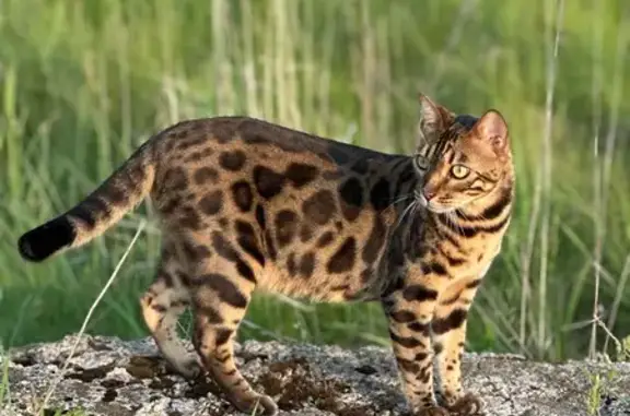 Пропал бенгальский кот, Плеханово, ул. Полевая