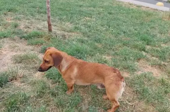 Такса найдена, Круговая 26А, Краснодар