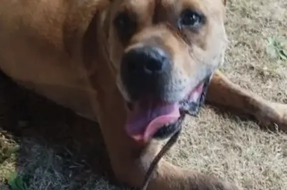 Собака найдена, ул. Ветеранов, 55, Краснодар