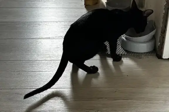 Кошки потеряшки, Волгодонск, фото: Потеряшка черная кошка, ул. Химиков, 5