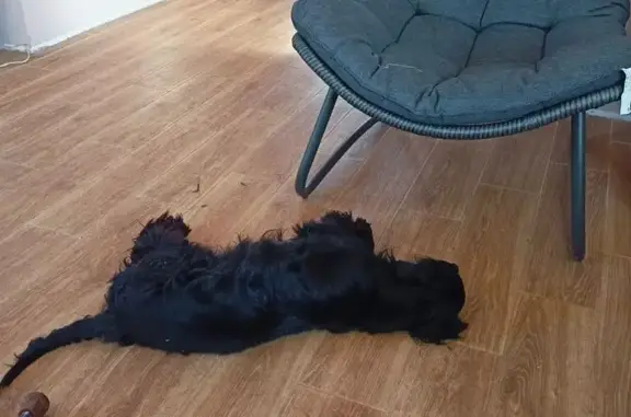 Собака найдена, ул. Октября 41, Выкса