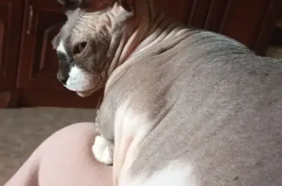 Объявления о пропавших и найденных животных, Саратов, фото: Пропала кошка, Малая Лесопарковая, Саратов