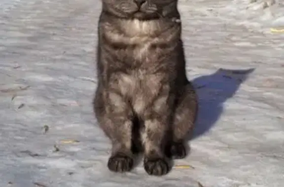 Пропала кошка, Открытая ул. 14, Оренбург