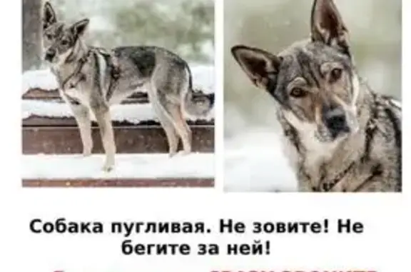 Пропала собака, Саянская 15 к3, Москва
