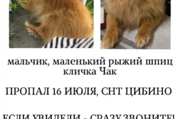 Собаки потеряшки, Цибино, фото: Потеряшка собака, Цибино, Центральная 92
